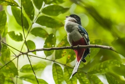 Cuba and its birds